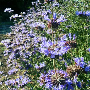 Allen Chickering Sage
