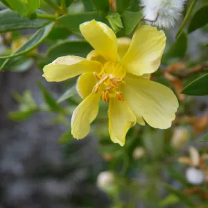 Creosote Bush