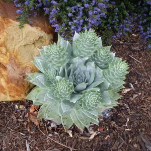 Dudleya brittonii, Finalist in 2011 Photo Contest in Closeup category