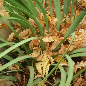 Hesperoyucca and Ironwood leaves, Finalist in 2011 Photo Contest in Closeup category