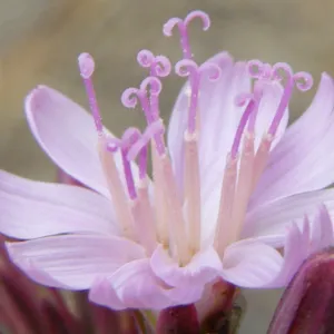 Munzothamnus blairii