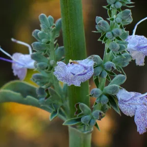 Salvia apiana Carmen's Fiesta, Finalist in 2011 Photo Contest in Closeup category
