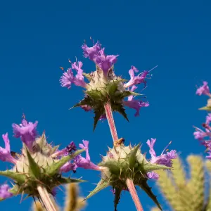 Salvia (Sage) carduacea