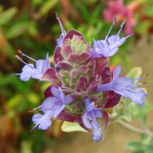 Salvia (Sage) dorrii x pachyphllya