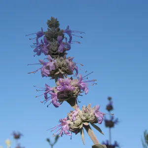 Salvia (sage) hybrid