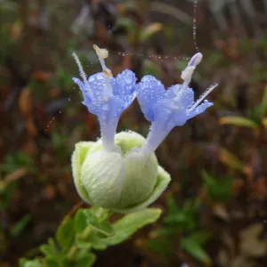 Salvia (Sage) mohavensis