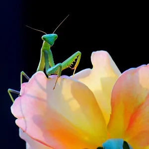 Praying Mantis and Rose