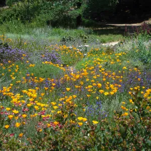 beautiful view of the meadow