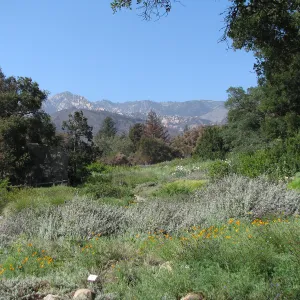 Meadow