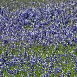 Lupine Field Yosemite (Lupine) 