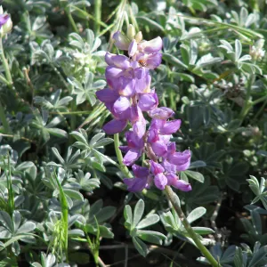 Lupine with Ladybug Pine Mountain