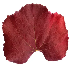 â€˜Roger's Red' California Wild Grape leaf in autumn color