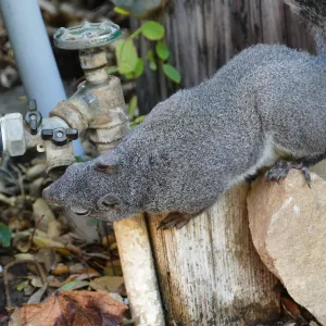 Squirrel drinking from leaking faucet