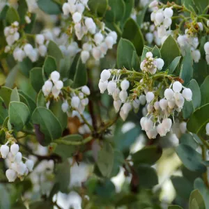 Bigberry Manzanita Arctostaphylos glauca