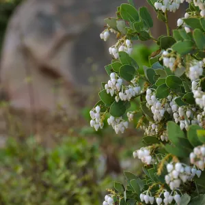 Bigberry Manzanita Arctostaphylos glauca