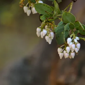 Bigberry Manzanita Arctostaphylos glauca