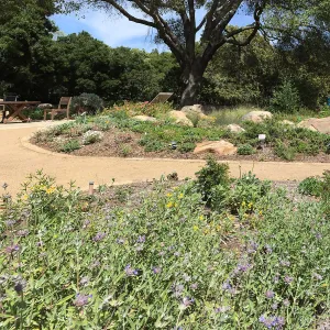 Water Wise Home Garden