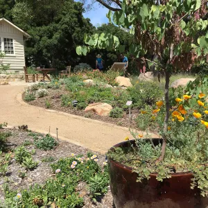 Water Wise Home Garden