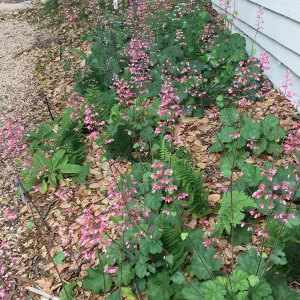 Water Wise Home Garden