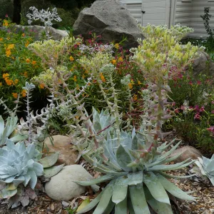 Water Wise Home Garden