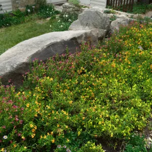 Water Wise Home Garden