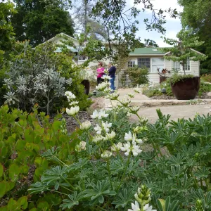 Water Wise Home Garden