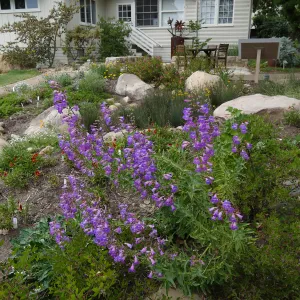 Water Wise Home Garden