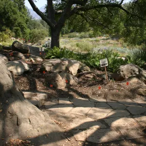 Native California Orchid Display Construction