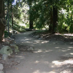 Redwood Section