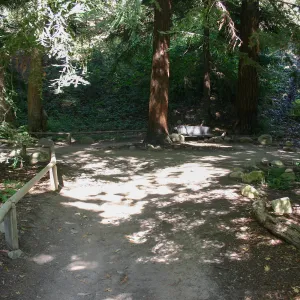 Redwood Section