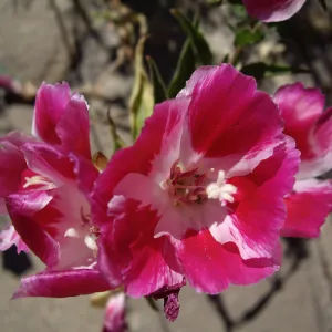 Bloom in July, Clarkia amoena (Farewe;;-to-Spring) 