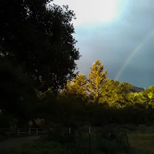 Redwoods and rainbow