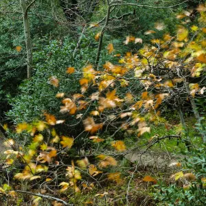 Golden bigleaf maple leaves in Canyon
