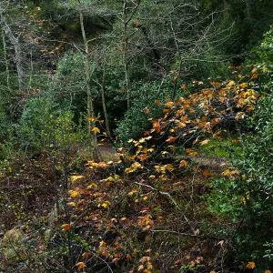 Golden bigleaf maple leaves in Canyon