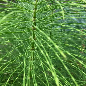 Equisetum