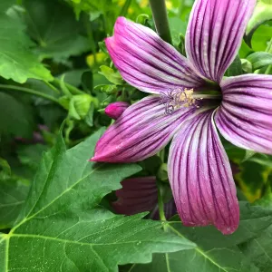 Island Mallow Lavatera assurgentiflora