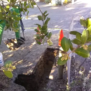 Irrigation water line repair in main parking lot, just south of the bike rack, looking west