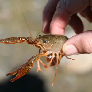 FamCamp 2006, Kids found crayfish