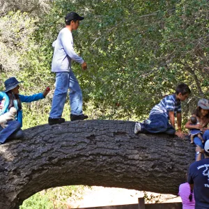 FamCamp 2008, Tree