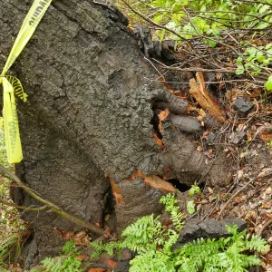 Fallen oak (Coastal Live Oak) on Pritchett Trail