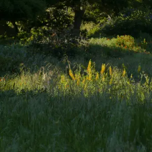 Golden Lupine in the Meadow