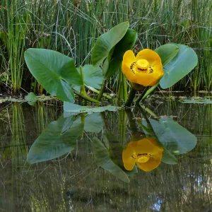 Great Yellow Pond-Lily