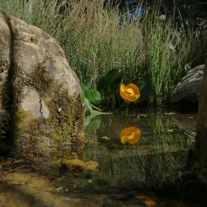 Great Yellow Pond-Lily