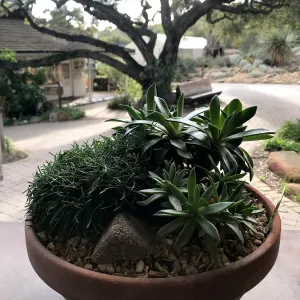 Container Garden