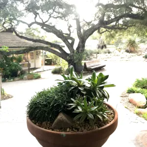 Container Garden