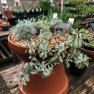 Container Garden