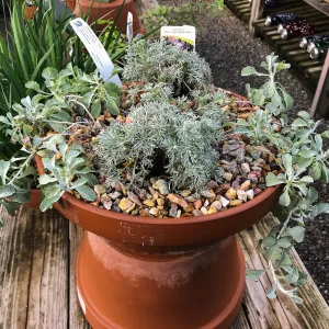 Container Garden