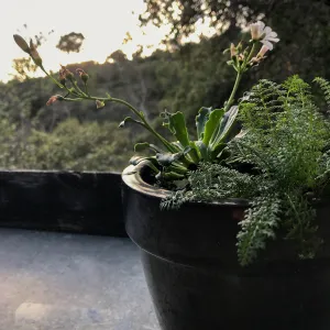Container Garden