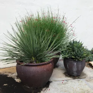 Container Garden