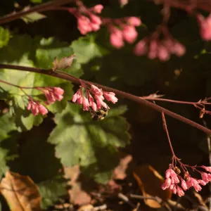 Black-tailed bumblebee (Bombus melanopygus) on Heuchera â€˜Wendy' in front of the Garden Shop. 